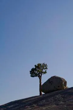 Rock and tree Stock Photos