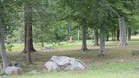 Rock and Trees in Park 動画素材 7904315