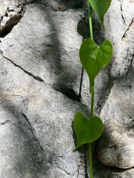 Rock background in the forest Foto stock