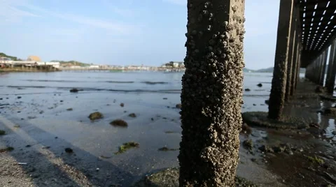 Rock barnacle under the bridge Stock Footage 48787266