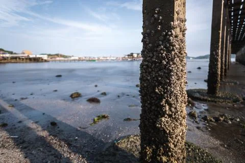 Rock barnacle under the bridge Stock Photos