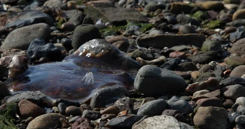 Rock beach Stock Footage 101312111