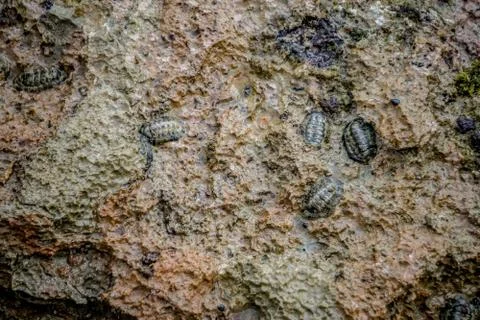 Rock beetles Stock Photos