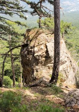 The rock between the trees. Stock Photos