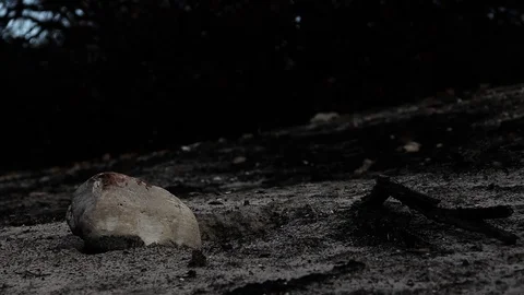 Rock with blood on it Stock Footage 94255824