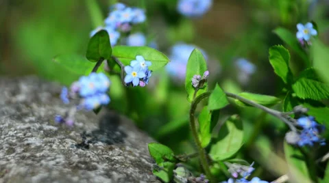 Rock blue flowers tracking Stock Footage 37799041