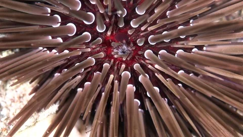 Rock-boring sea urchin (Echinometra mathaei) in the night Video stock 98048053