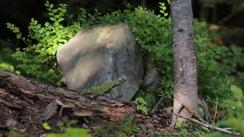 Rock in the bushes Stock Footage 73004507