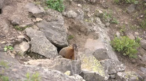 Rock Chuck 2 by dwking Stock-Footage 11219443