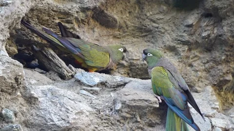 Rock Cliff Nest of Burrowing Conures with One Bird Guarding Entrance Stockbeeldmateriaal 337504922