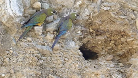 Rock Cliff Nest Entrance with Burrowing Parakeet Pair in Argentina Видео 338129853