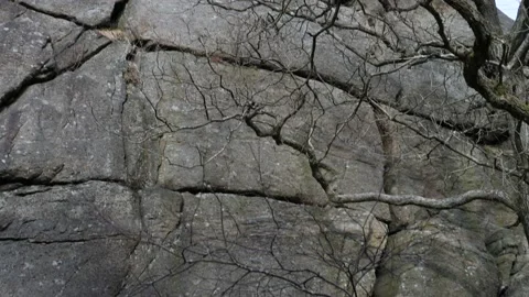 Rock Cliff Wall and Bare Oak Tree Branches, Tilt Up Stock Footage 171966938