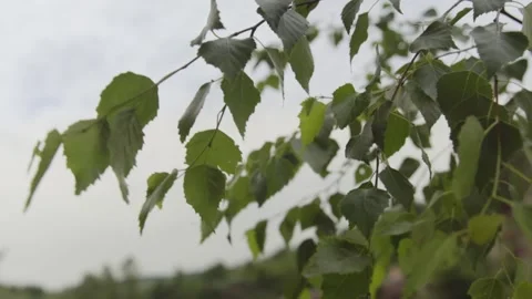 Rock climbing Stock Footage 139031536