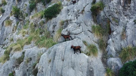 Rock-climbing goats 動画素材 119507382
