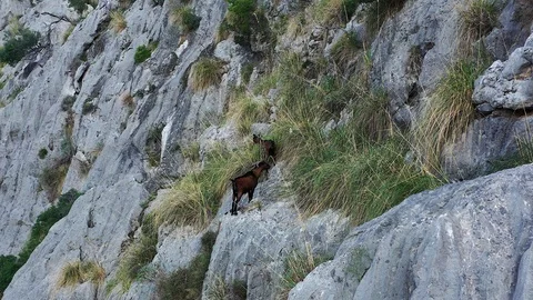 Rock-climbing goats Stock Footage