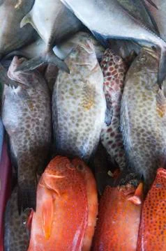 Rock cod Stock Photos