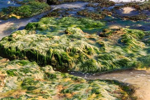 A rock covered in green algae Stock Photos