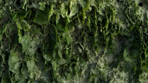 Rock Covered with Green Marine Algae in Tropical Intertidal Zone Stock-Footage 337092456