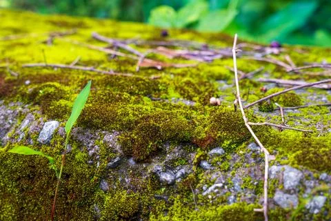 A rock covered in green moss. Stock Photos