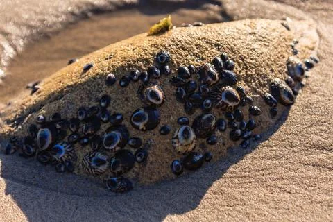 A rock covered in many small shells and other sea creatures Stock Photos