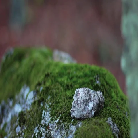Rock covered with moss Видео 69648117