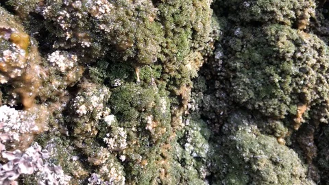 Rock covered with moss Stock Footage 119078507