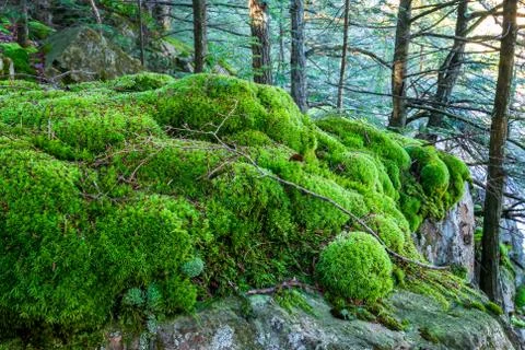 Rock covered moss Stock Photos