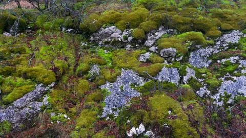 Rock covered by moss Stock Photos