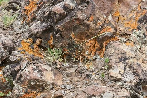A rock covered with orange moss. Stock Photos