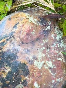 Rock covered in translucent spiderweb and mold in nature Stock Photos