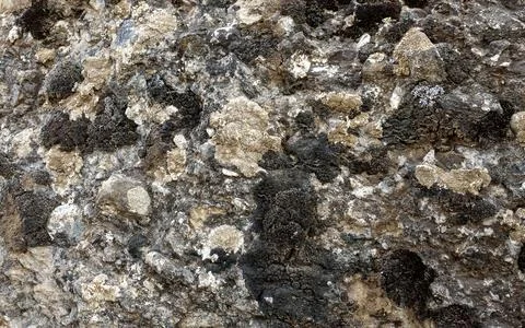 Rock covered with various moss Stock Photos