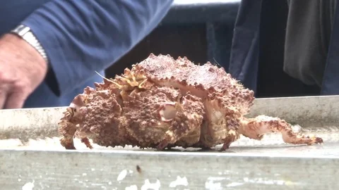 Rock Crab Stock Footage 85226961