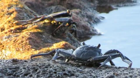 Rock crabs Stock Photos