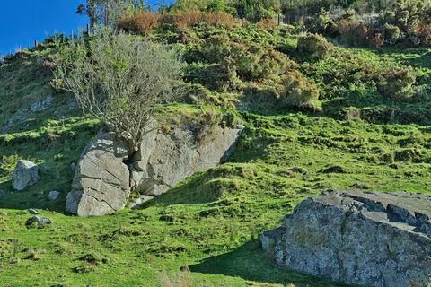 Rock Crack Tree Foto stock
