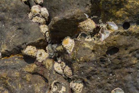 Rock with cracks on the shore Stock Photos