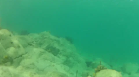 Rock crawl to urchins Stock Footage 24385645