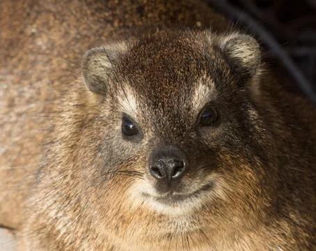 Rock dassie Fotos de archivo