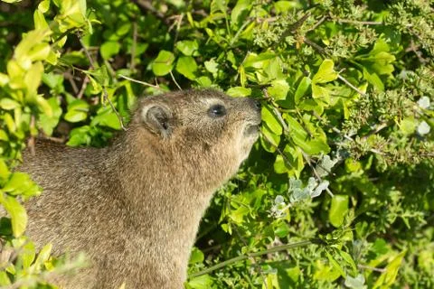 Rock dassie Stock-Fotos