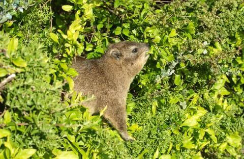 Rock dassie Stock-Fotos
