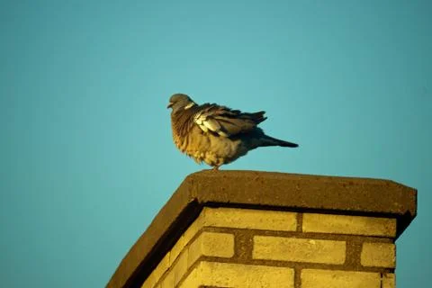 Rock dove on a chimney Stock Photos