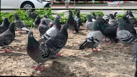 Rock dove flock Stock Footage 277420812