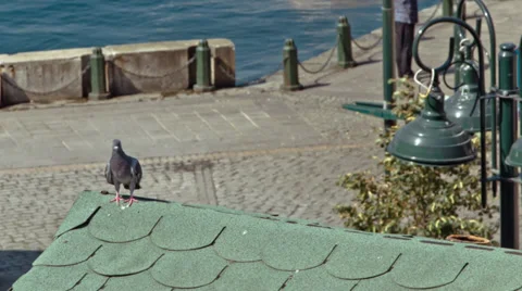 Rock dove Stock Footage 27446799