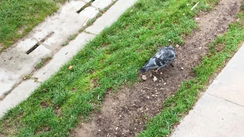 Rock Dove Foraging on a Dirt Path in a Paris Garden Stock Footage 336352338