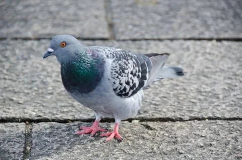 Rock Dove Stock Photos