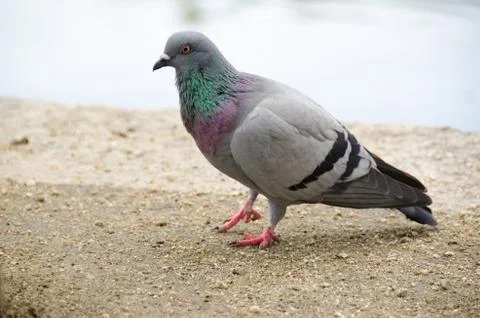 Rock Dove Stock Photos