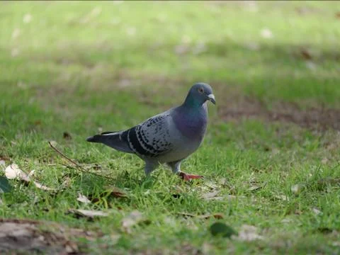 Rock dove walking on green grass Stock Photos