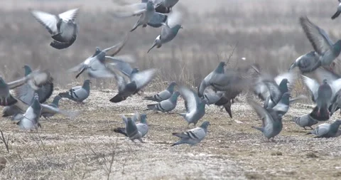 Rock Doves Video stock 332708542