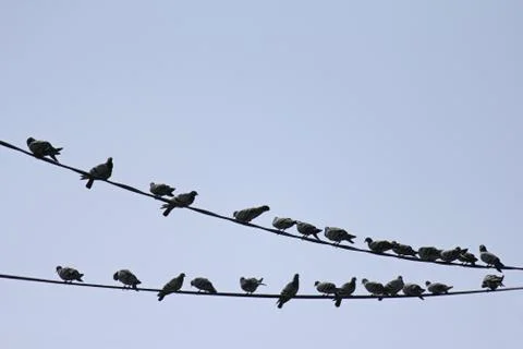 Rock Doves Stock Photos