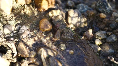 Rock drip, wet, cold, natural Stock Footage 243098545