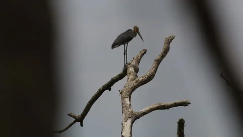 A ROCK ON A DRY BRANCH Stock-Footage 221480192